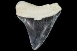 Serrated, Fossil Megalodon Tooth - Florida #110445-1